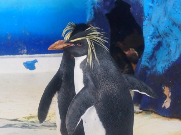 イワトビペンギンのいる水族館 ジンベエザメやシャチのいる水族館