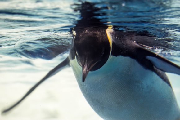 エンペラーペンギンのいる水族館 ジンベエザメやシャチやジュゴン イルカのいる水族館