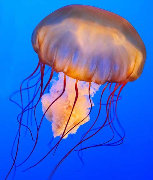 パシフィックシーネットルのいる水族館 ジンベエザメやシャチのいる水族館