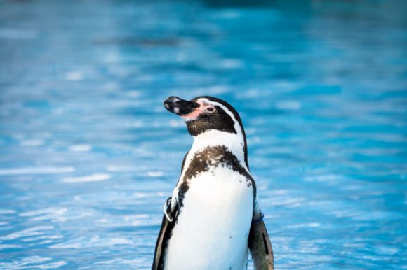 フンボルトペンギンのいる水族館 ジンベエザメやシャチのいる水族館