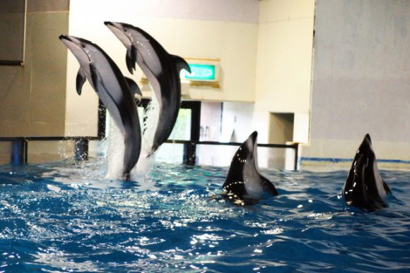 イルカのショーがある水族館 ジンベエザメやシャチのいる水族館