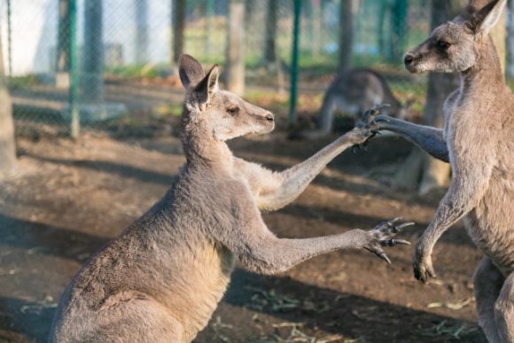 カンガルーのいる動物園 ジンベエザメやシャチのいる水族館