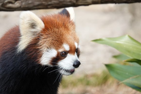 レッサーパンダのいる動物園 ジンベエザメやシャチのいる水族館