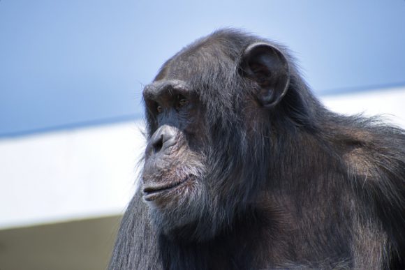 チンパンジーのいる動物園 ジンベエザメやシャチやジュゴン イルカのいる水族館