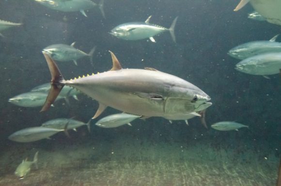 マグロのいる水族館 ジンベエザメやシャチのいる水族館